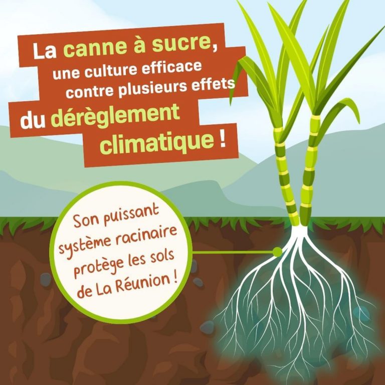 Illustration de l’avis : SYNDICAT DU SUCRE DE LA REUNION – Internet